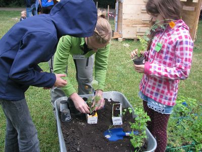 Bei Stadt in der Stadt werden Milchkartons bepflanzt. Bei Stadt in der Stadt werden Milchkartons bepflanzt.