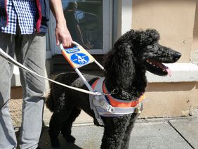 Blindenf&uuml;hrhund - schwarzer Gro&szlig;pudel